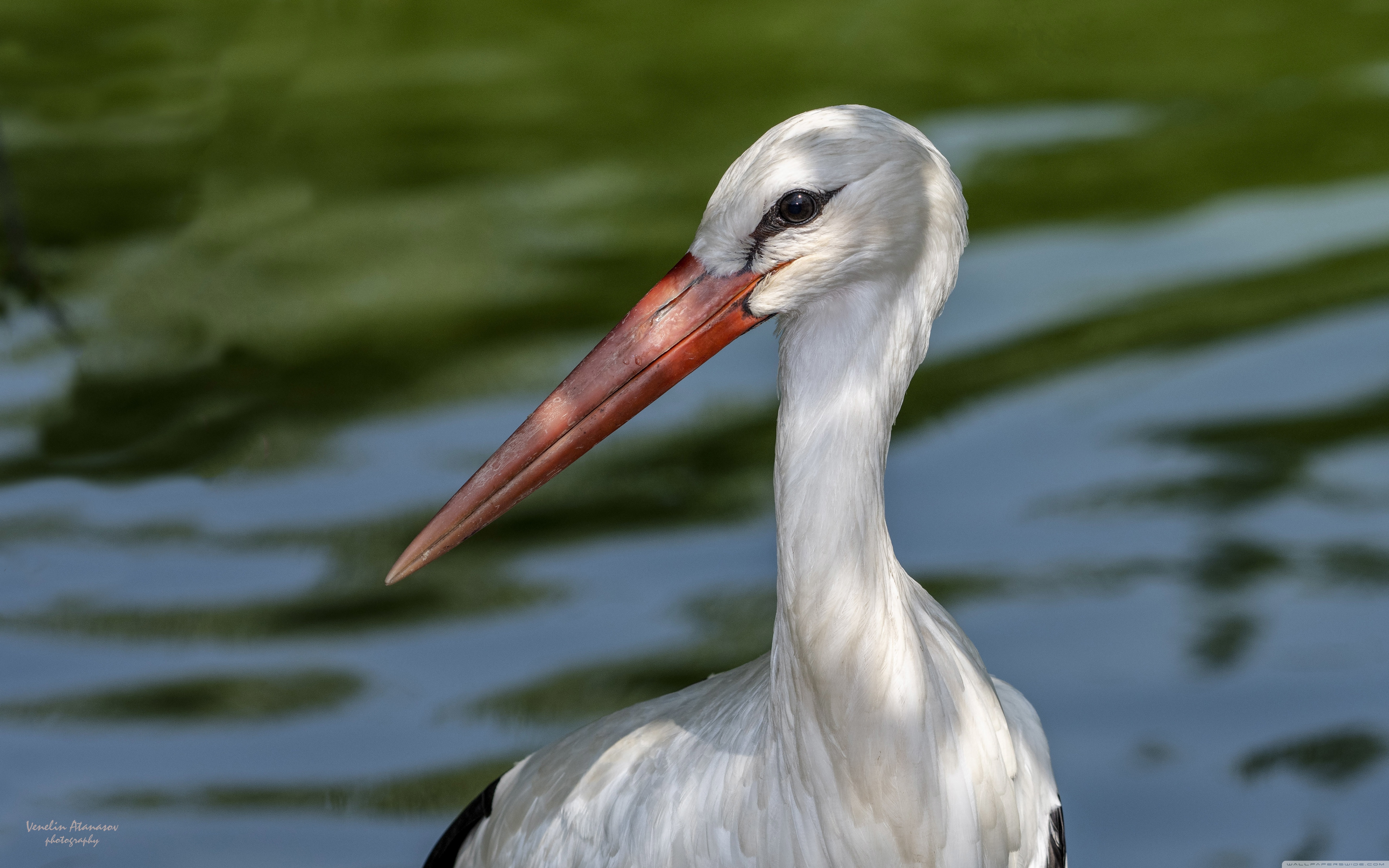 Ultra-high-definition Television - HD Wallpaper 