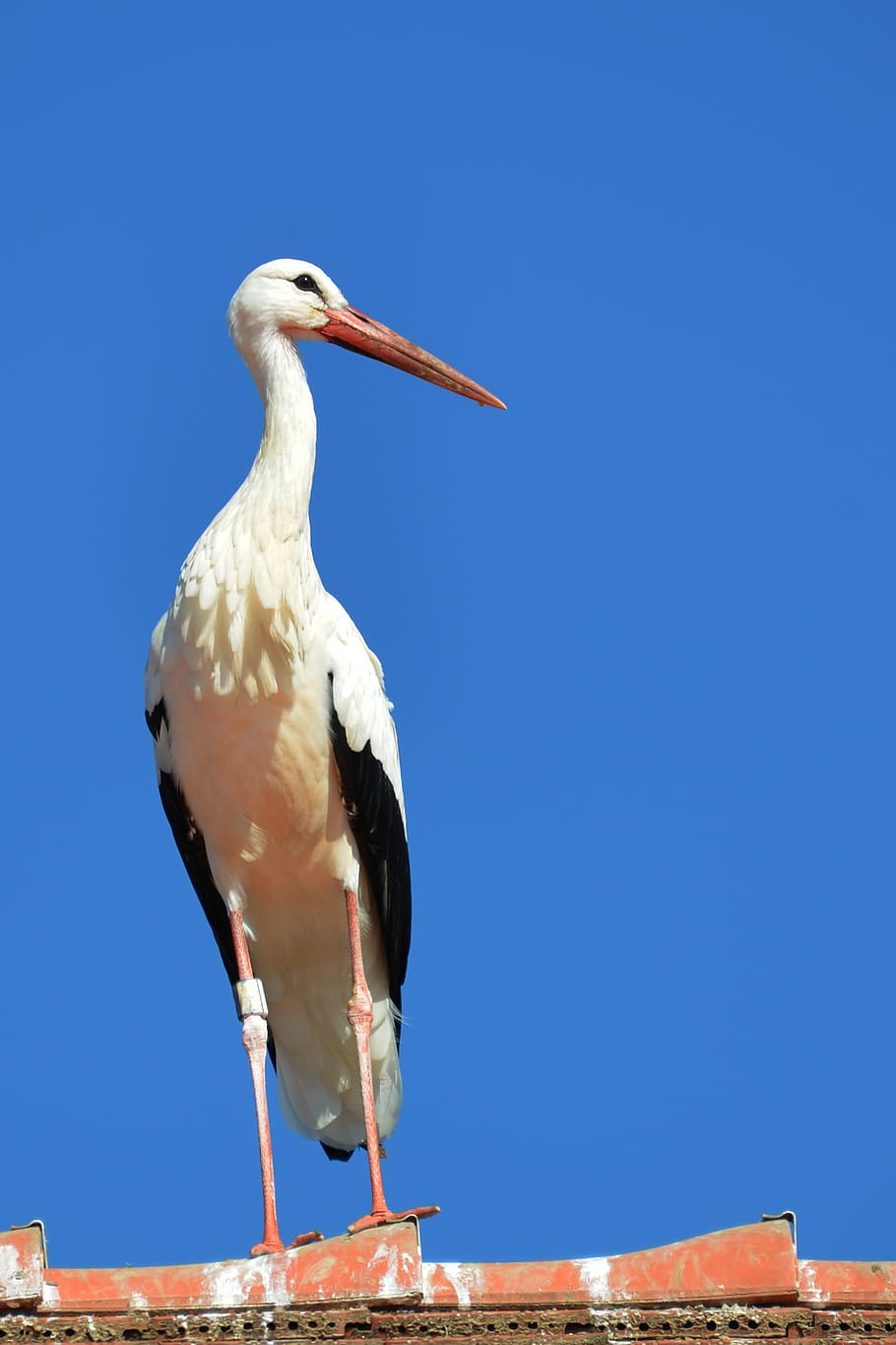 Stork, Roof, Pride, Adebar, Brick, Roofing, Bird, Rattle - White Stork - HD Wallpaper 