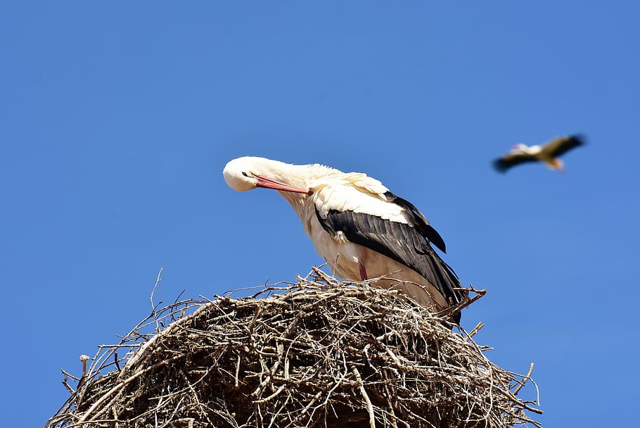 Storks, Pair, Nest Building, Birds, Fly, Rattle Stork, - Nest - HD Wallpaper 