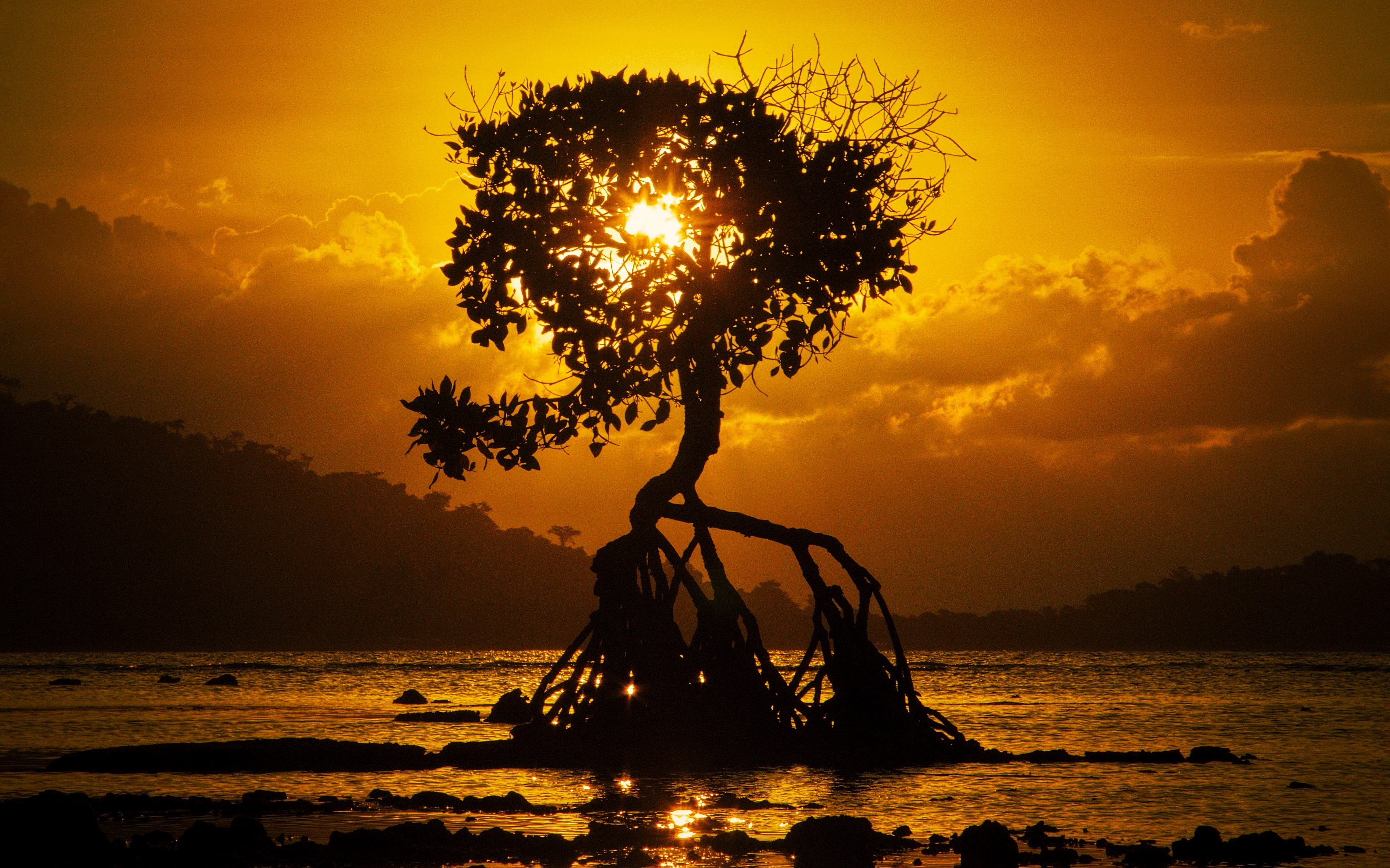 Wallpaper Tree, Sunset, Roots, Shore, Bali - HD Wallpaper 