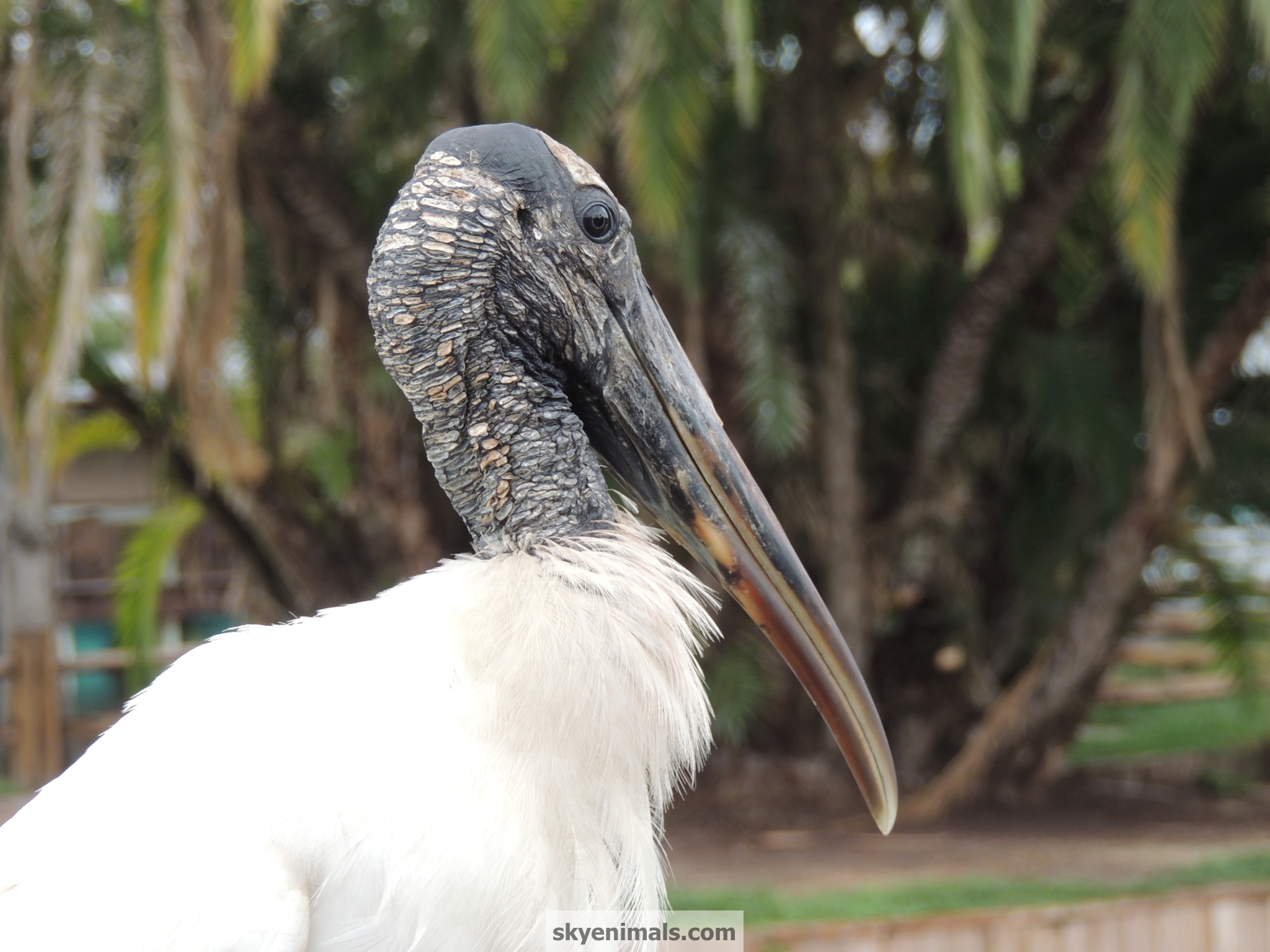 Wood Stork - HD Wallpaper 