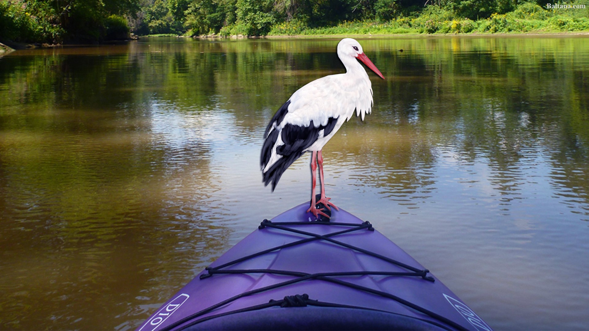 Stork Background Wallpaper - White Stork - HD Wallpaper 