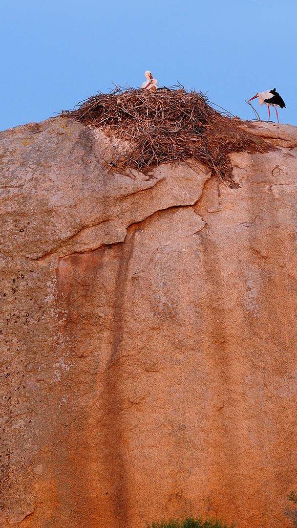 White Storks At Los Barruecos Natural Monument Cáceres - HD Wallpaper 