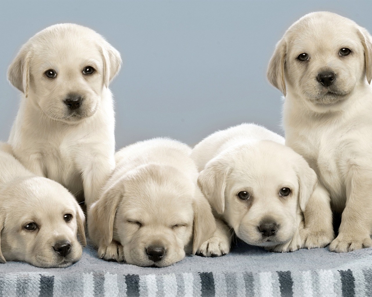 Lab Dogs - 1280x1024 Wallpaper - teahub.io