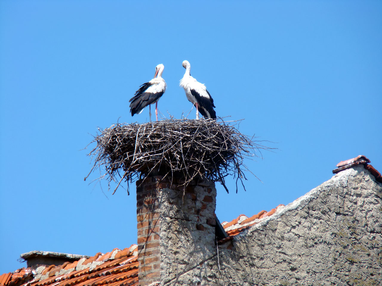 Stork Nest - HD Wallpaper 