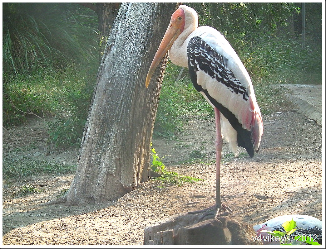 Mycteria Leucocephala - Stork - HD Wallpaper 