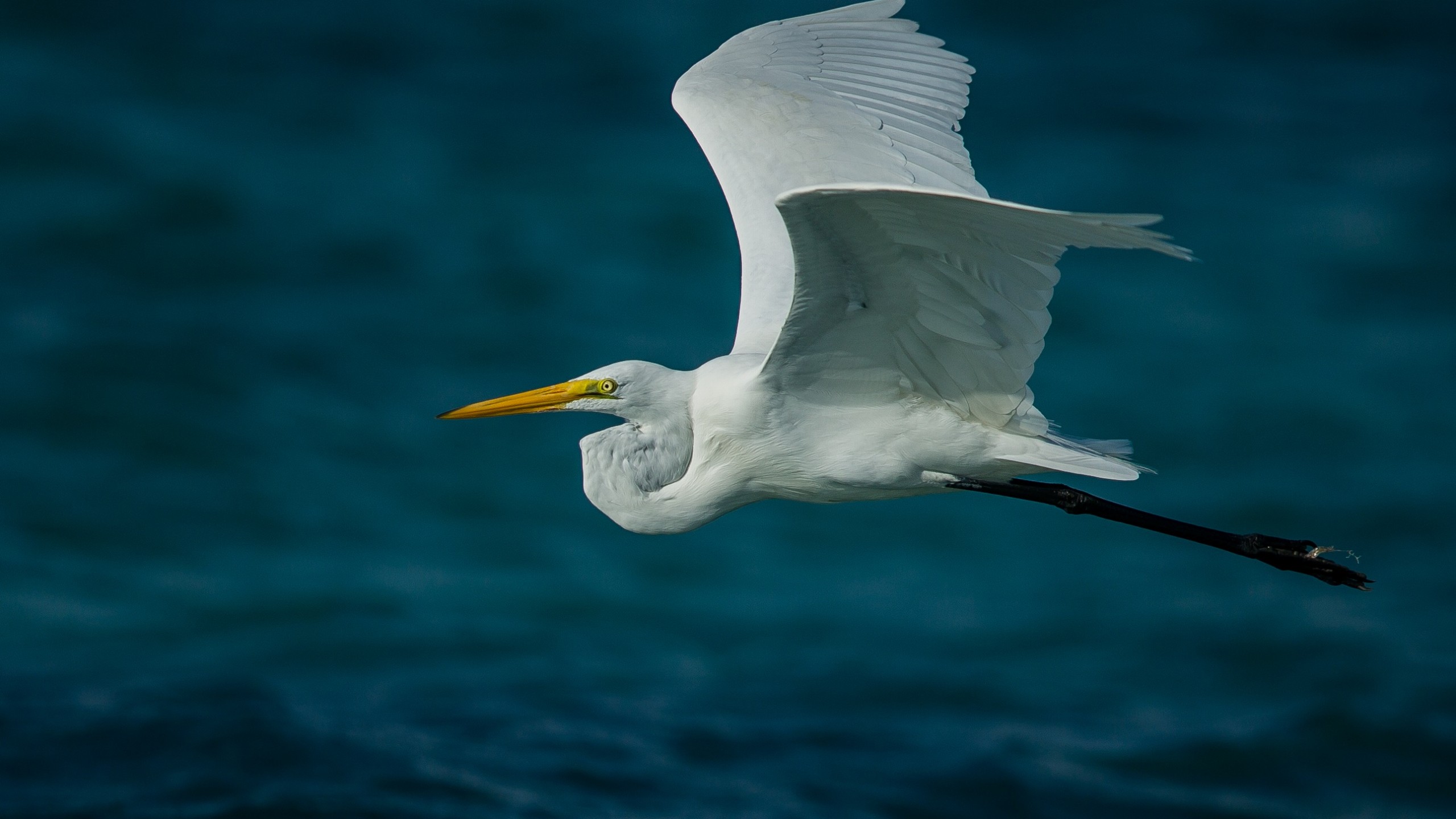 Teacher Quotes Related To Birds - HD Wallpaper 