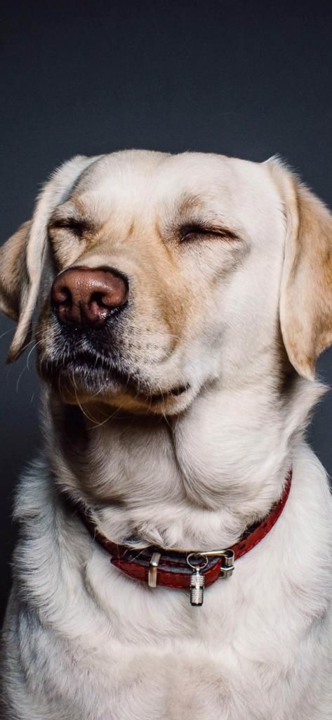 Iphone Dog Wallpaper Hd - 473x1024 Wallpaper Iphone Dog Wallpaper Hd - 473x1024 Wallpaper