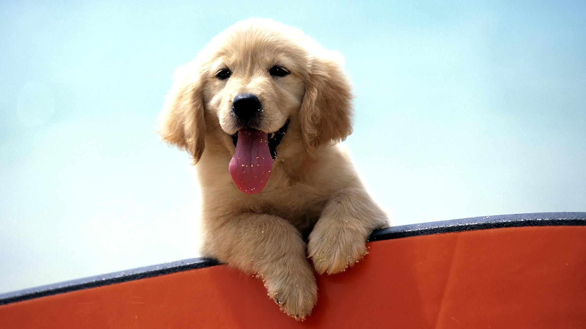 Golden Labrador Puppy - Puppy Sticking Its Tongue Out - HD Wallpaper 