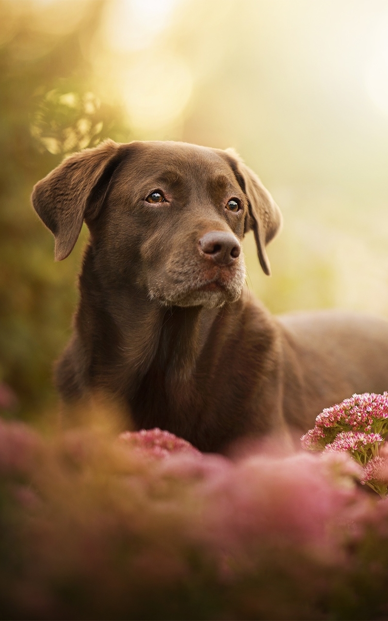 1080p Labrador Wallpaper Hd - HD Wallpaper 