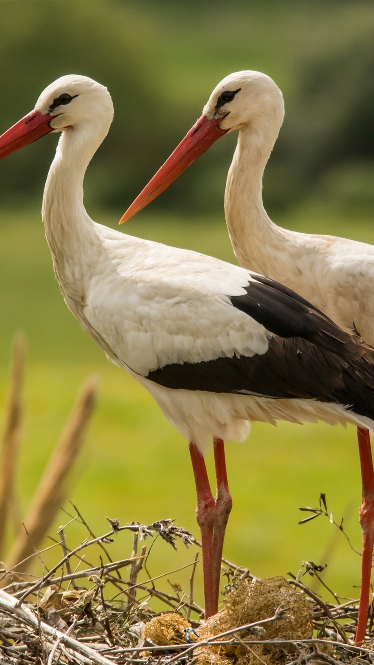Stork Bird - HD Wallpaper 