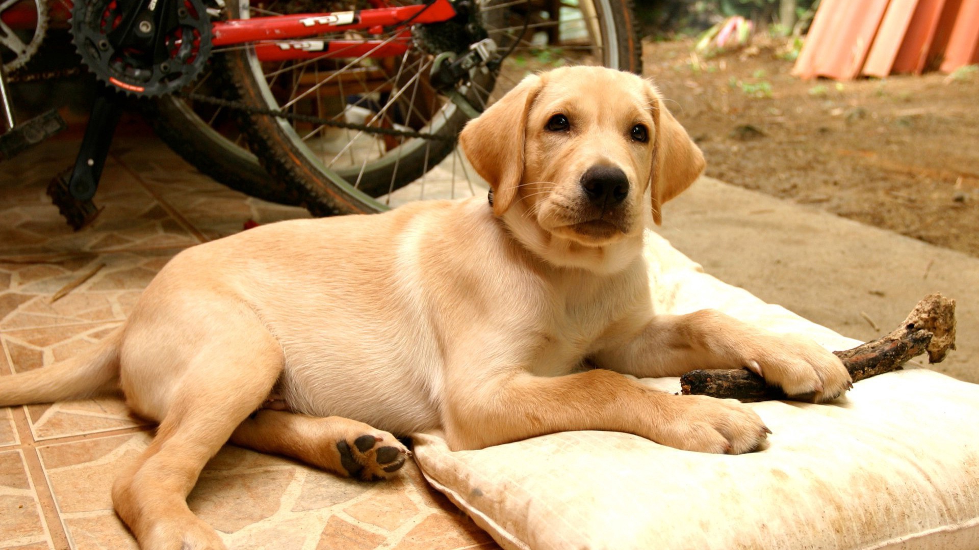 Wallpaper Puppy, Labrador, Down, Pillow - Labrador Retriever Lying Down - HD Wallpaper 