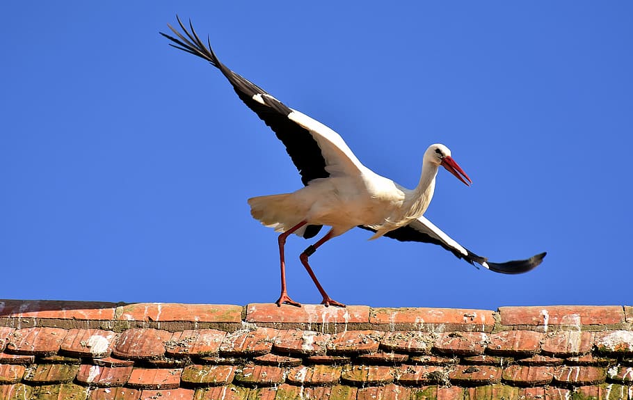 White And Black Bird On Concrete Surface During Daytime, - Stork - HD Wallpaper 