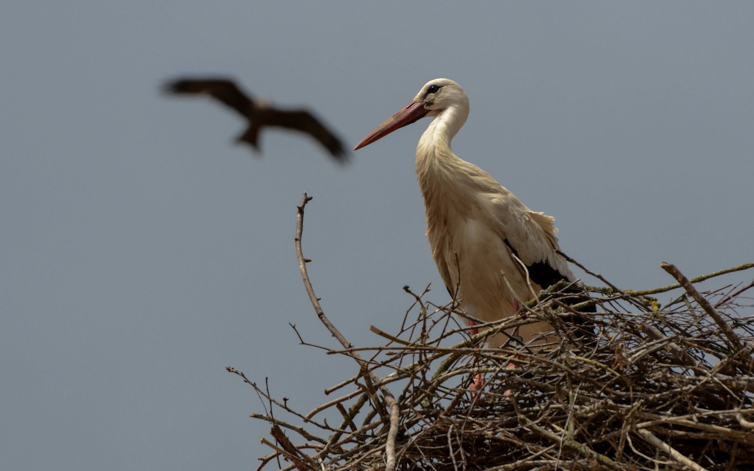 White Stork - HD Wallpaper 