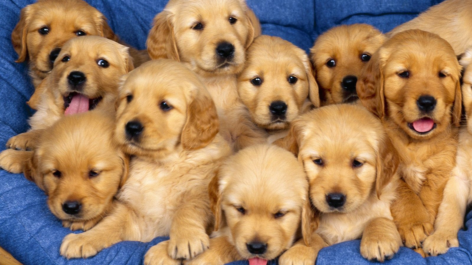 Golden Retriever Puppies 1080p - HD Wallpaper 