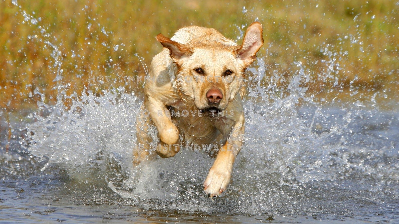 Summer Happiness Retrievers Hd Labrador - Dog Running Through Water - HD Wallpaper 