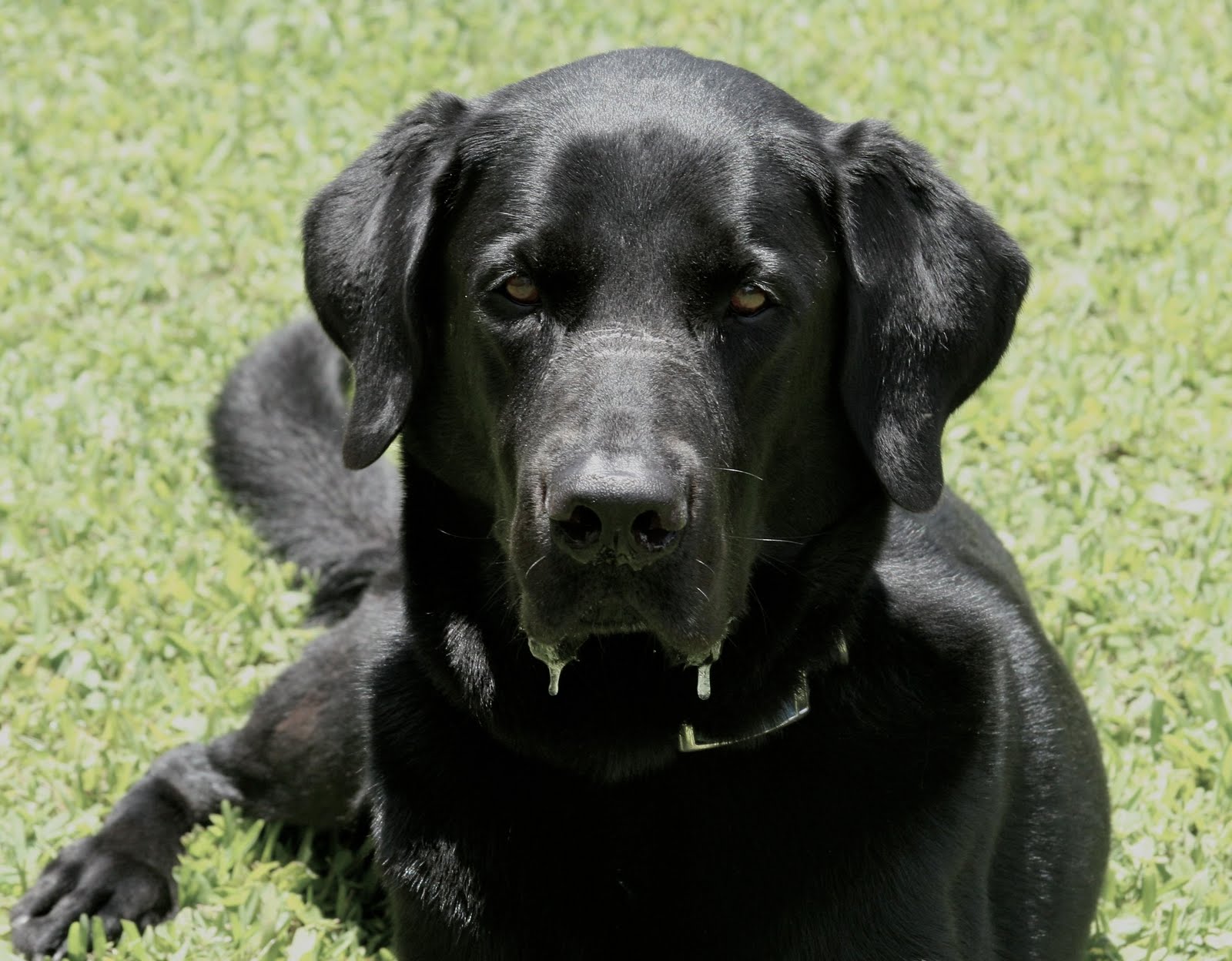 Http - //4 - Bp - Blogspot - Dogs Wallpapers 3 - Labrador Dogs - HD Wallpaper 