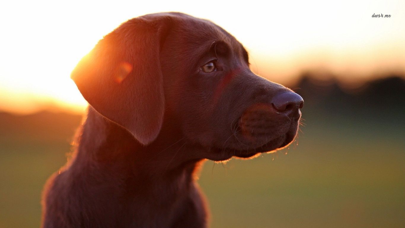 Hd Type, Labrador, Picture Aljanh - Dog In Sunlight - HD Wallpaper 