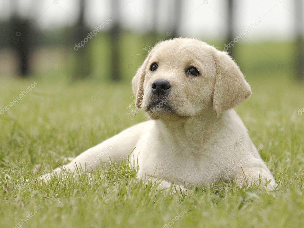 Labrador Puppy - HD Wallpaper 