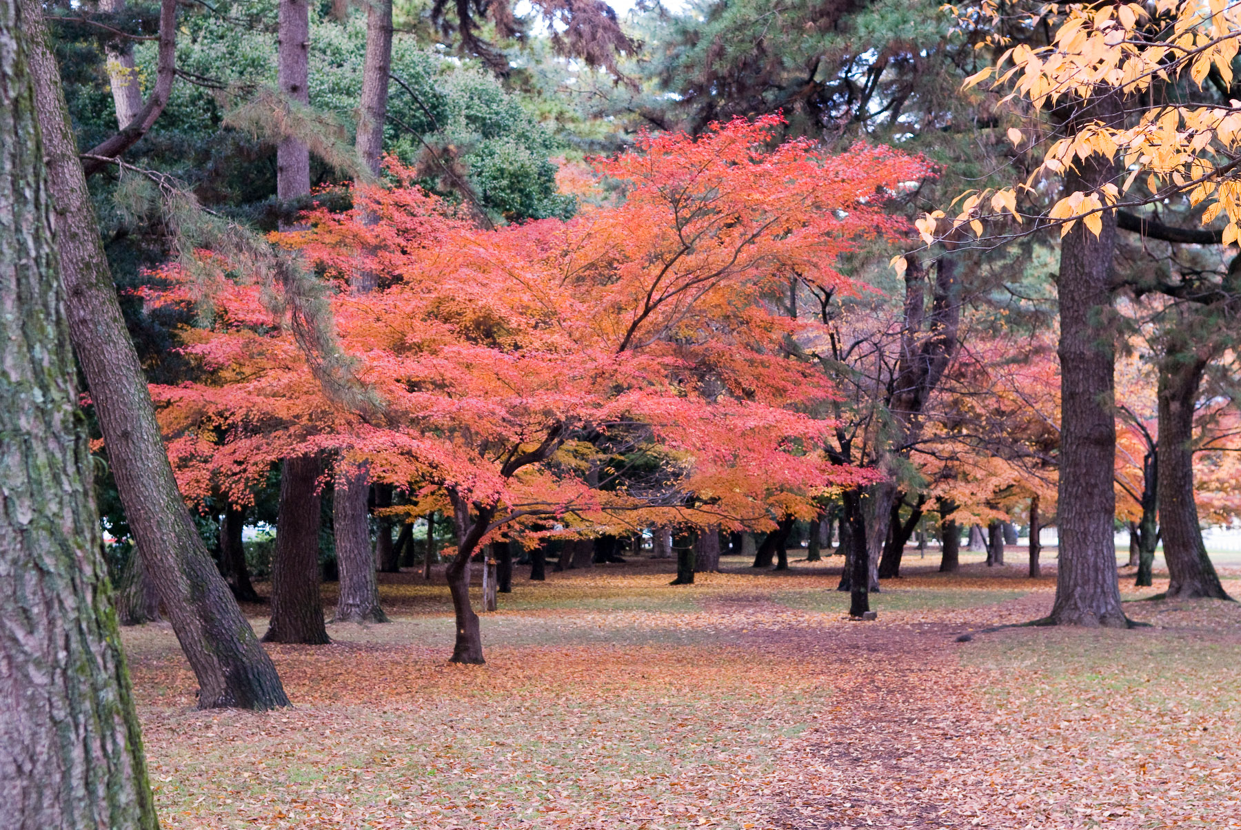 Kyoto Imperial Palace Park Autumn - HD Wallpaper 