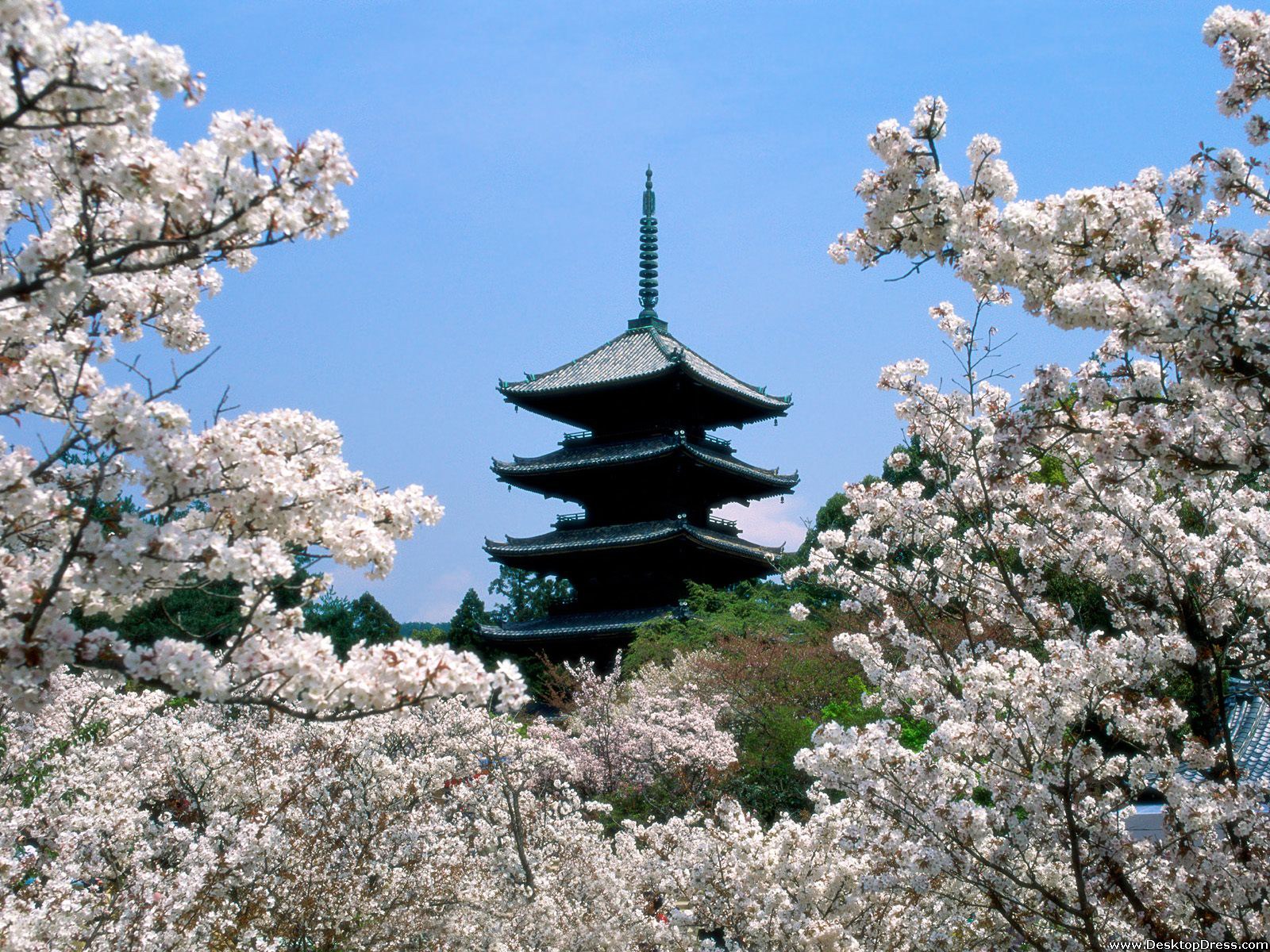 Cherry Blossoms, Ninna Ji Temple Grounds, Kyoto, Japan - Cherry Blossom An Temple - HD Wallpaper 