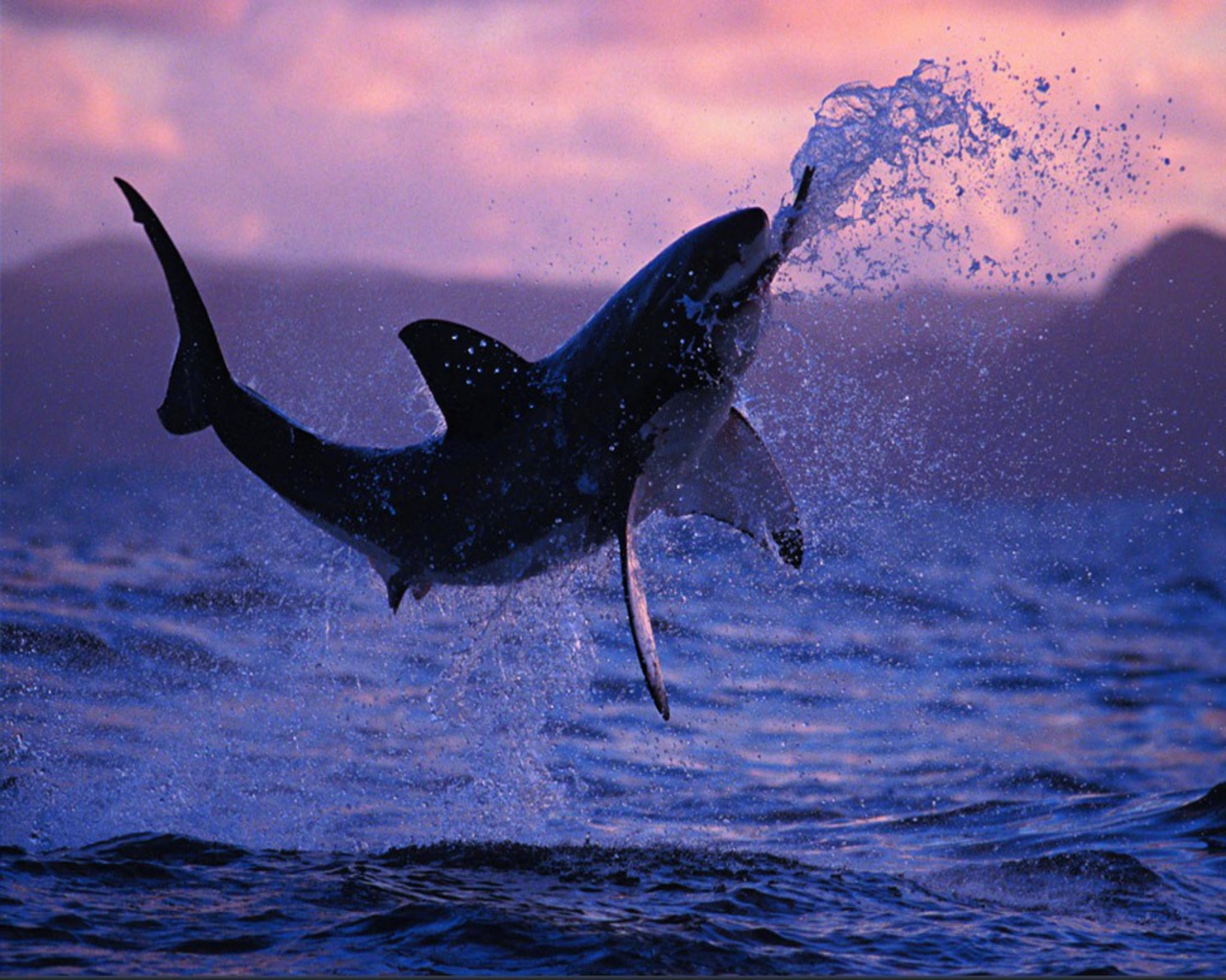 Shark Wallpaper Desktop - HD Wallpaper 