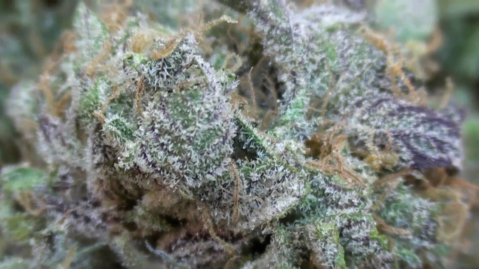 Purple Larry Weed - HD Wallpaper 