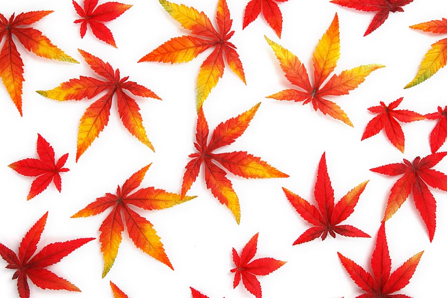 Red, Orange And Yellow Kush Leaves, Abstract, Autumn, - ภาพ พื้น หลัง ใบไม้ ร่วง - HD Wallpaper 
