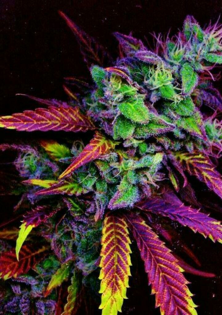 Marijuana, Plant, And Weed Image - Best Looking Pot Plants, wallpaper, back...