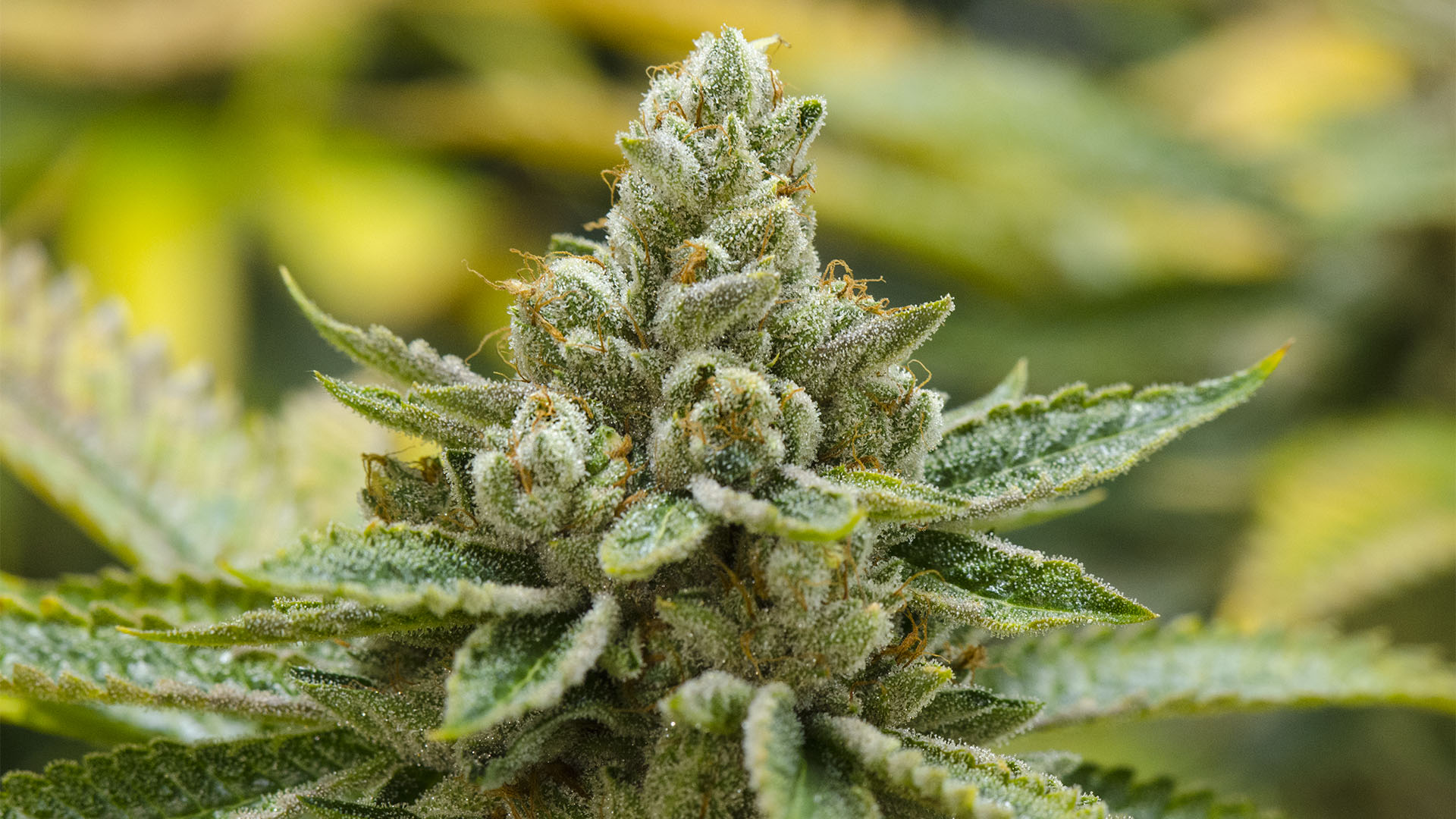 Kosher Kush Strain - 1920x1080 Wallpaper Kosher Kush Strain - 1920x1080 Wallpaper