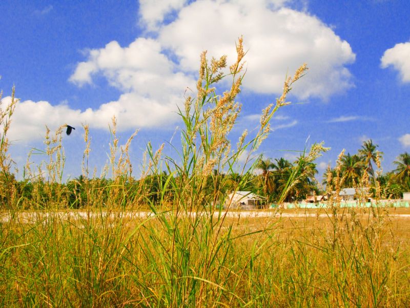 Sweet Grass - HD Wallpaper 