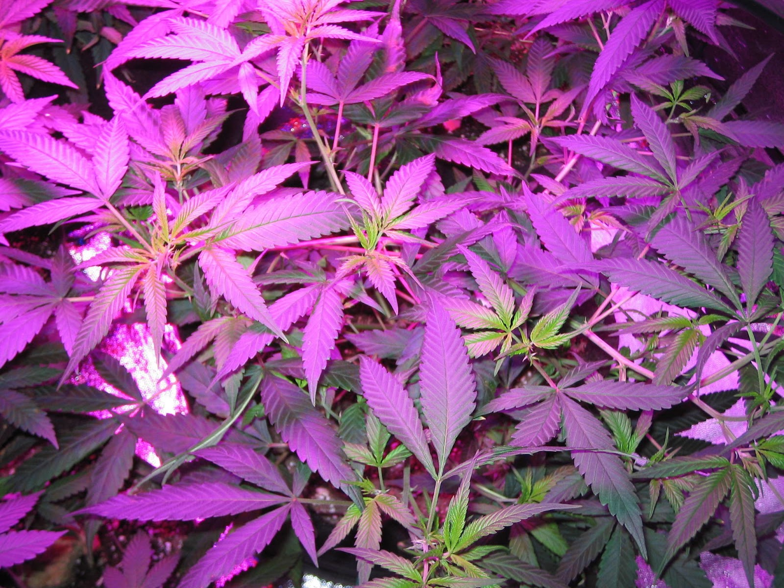 Cannabis - HD Wallpaper 