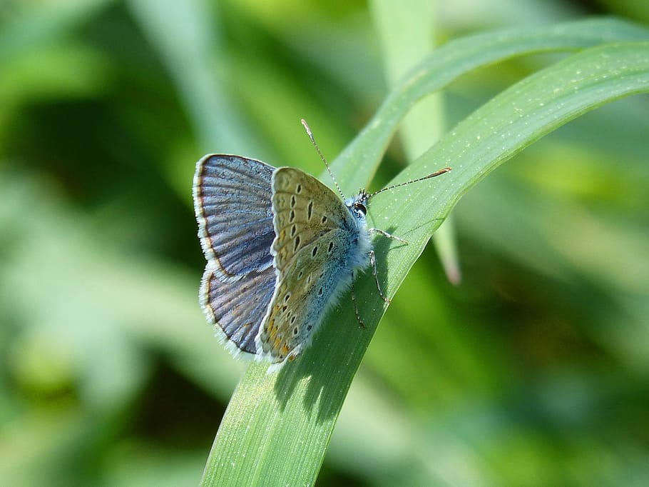 Butterfly, Blue Butterfly, Polyommatus Icarus, Blaveta - Cyaniris - HD Wallpaper 