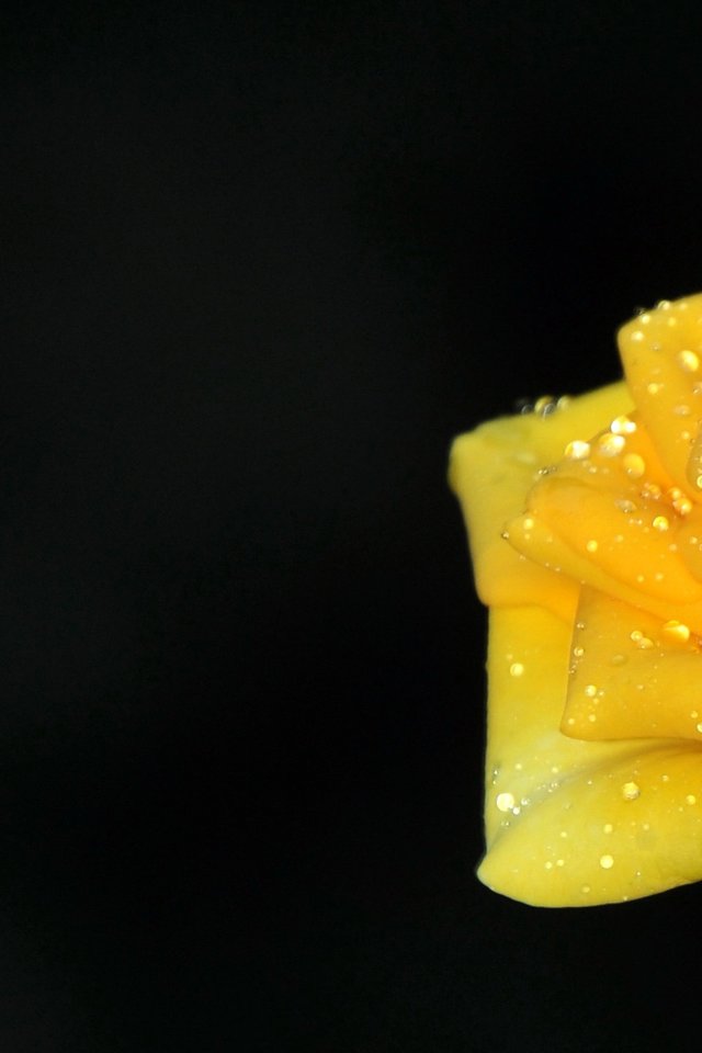 Rose, Yellow Roses, Flower, Vicky - Macro Photography - HD Wallpaper 