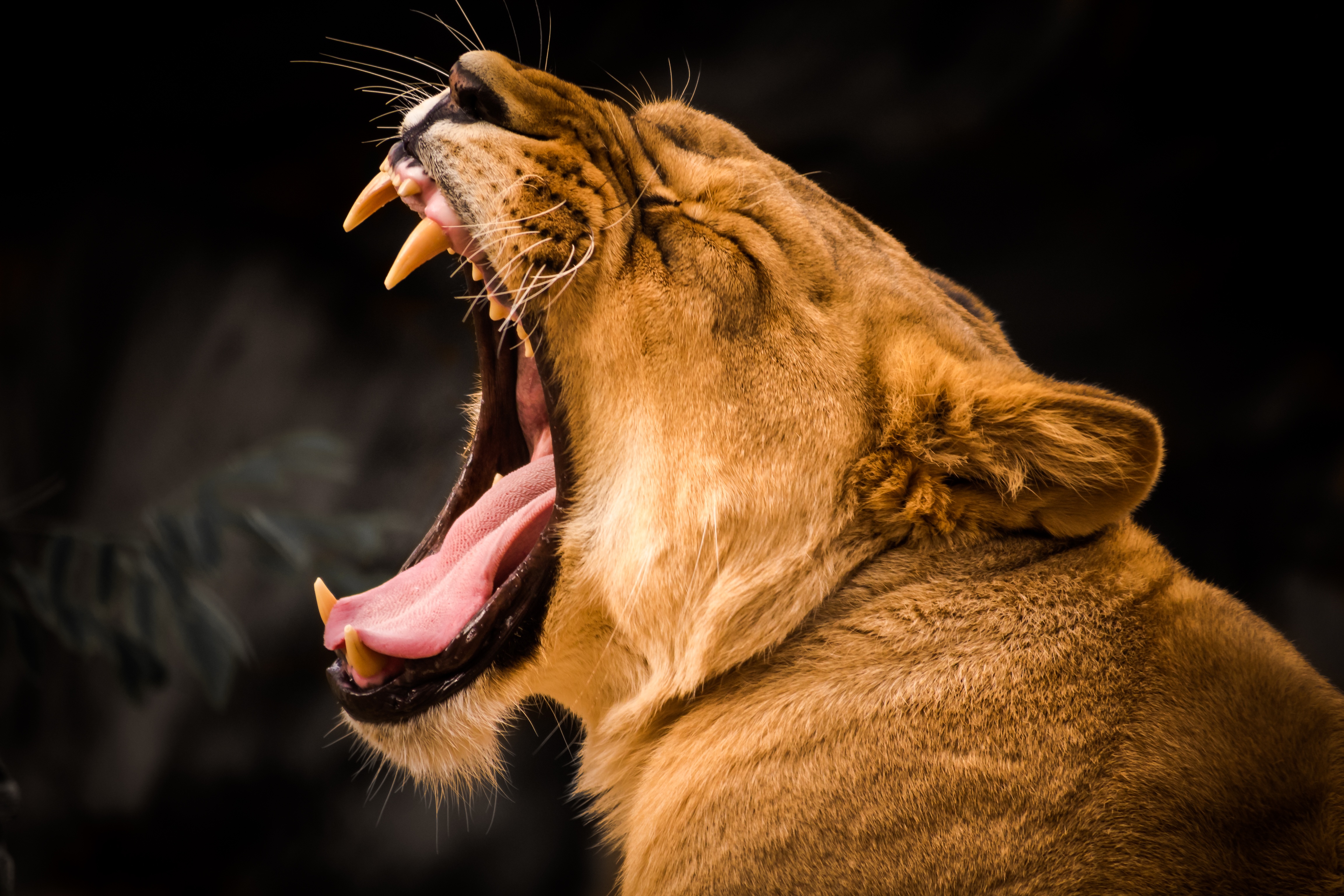 Lion Roaring 4k - HD Wallpaper 