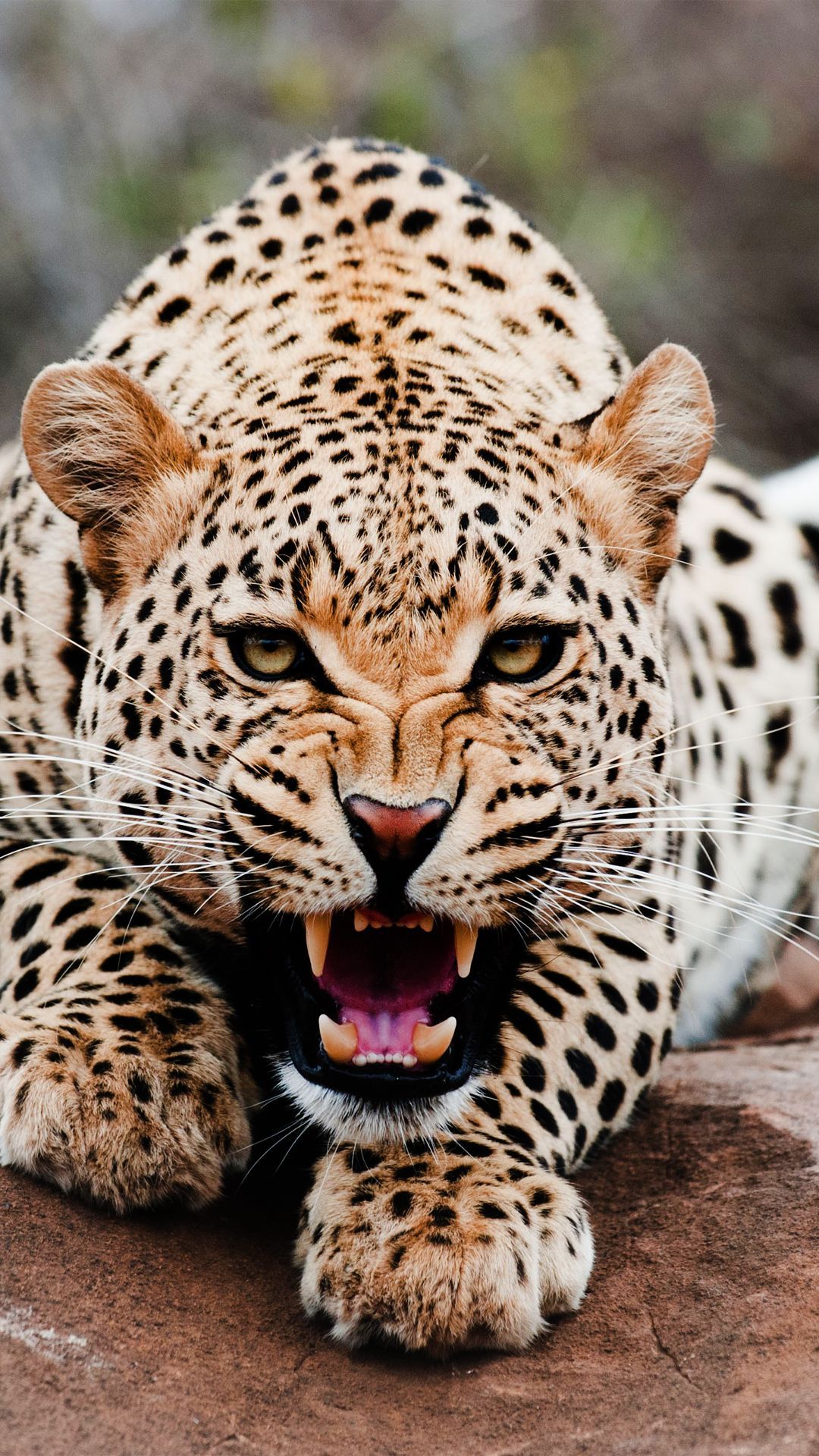 Roaring Leopard Htc One Wallpaper - Roaring Leopard - HD Wallpaper 