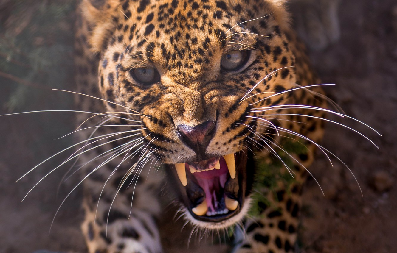 Photo Wallpaper Face, Anger, Teeth, Leopard, Leopard, - Leopard Roar - HD Wallpaper 