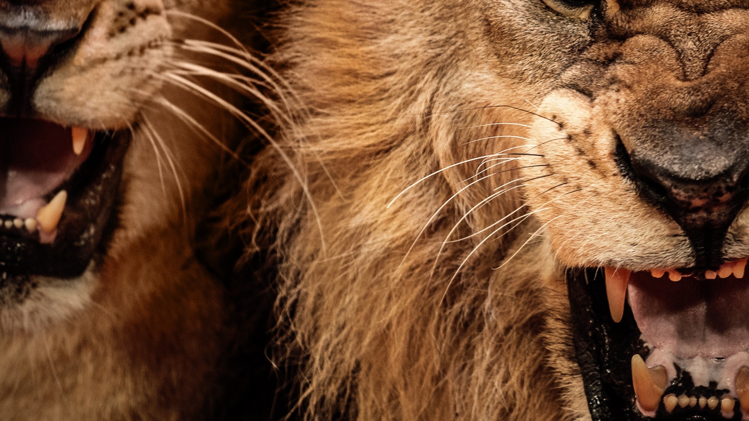 Lion Roar, Predator, Fangs, Big Cats - Lion Roar - HD Wallpaper 