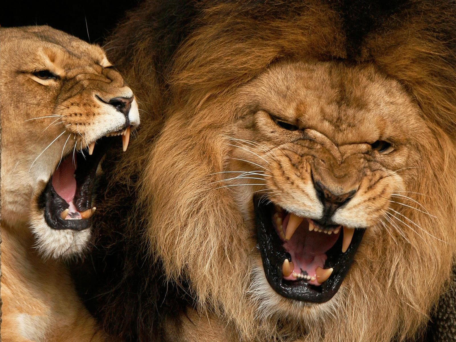 Male And Female Lion Roaring - HD Wallpaper 