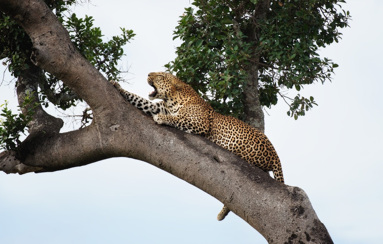 Photo Wallpaper Tree, Predator, Jaguar, Handsome, Roar - Jaguar On Tree - HD Wallpaper 