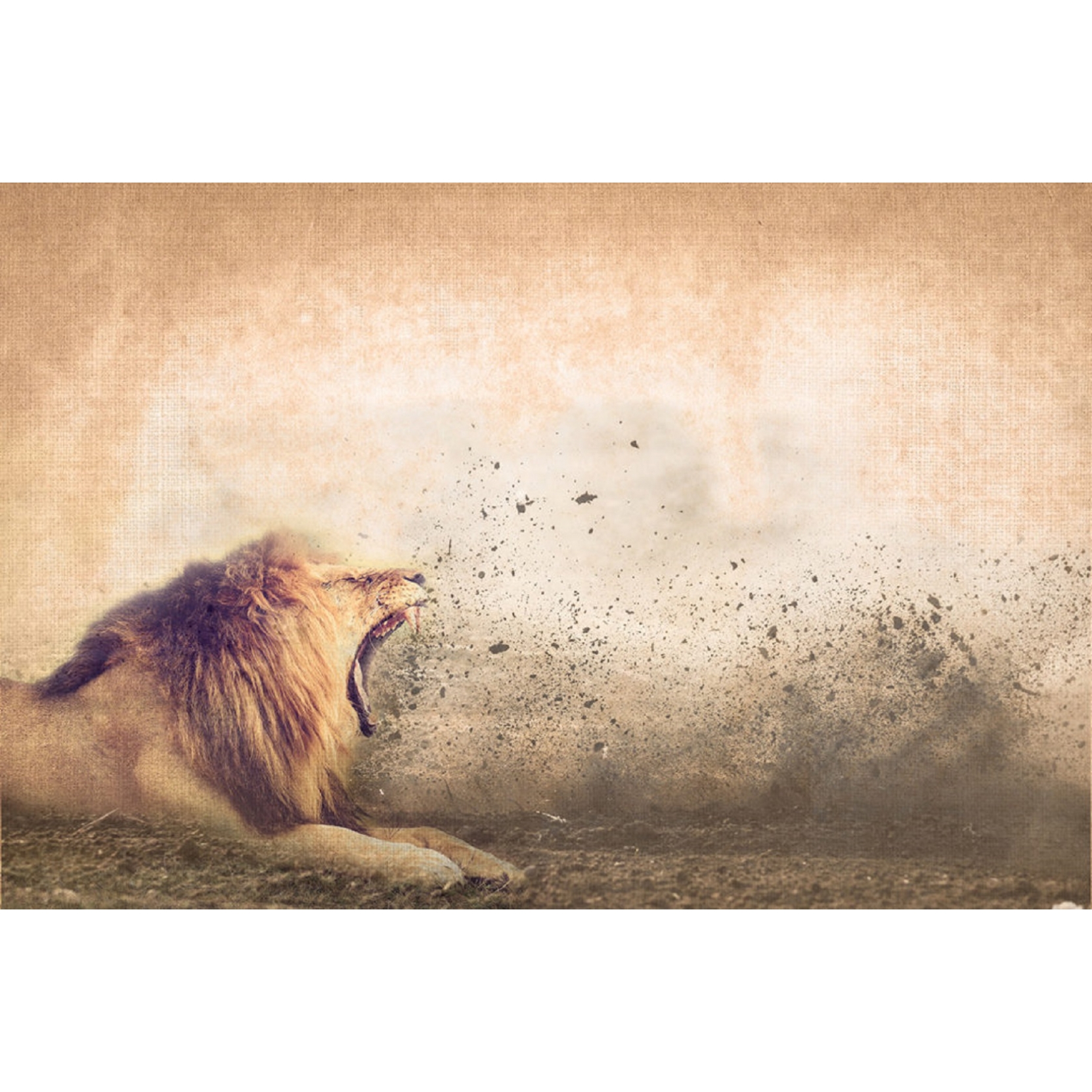 Instabilelab Wallpaper Roar Of The Lion - Masai Lion - HD Wallpaper 