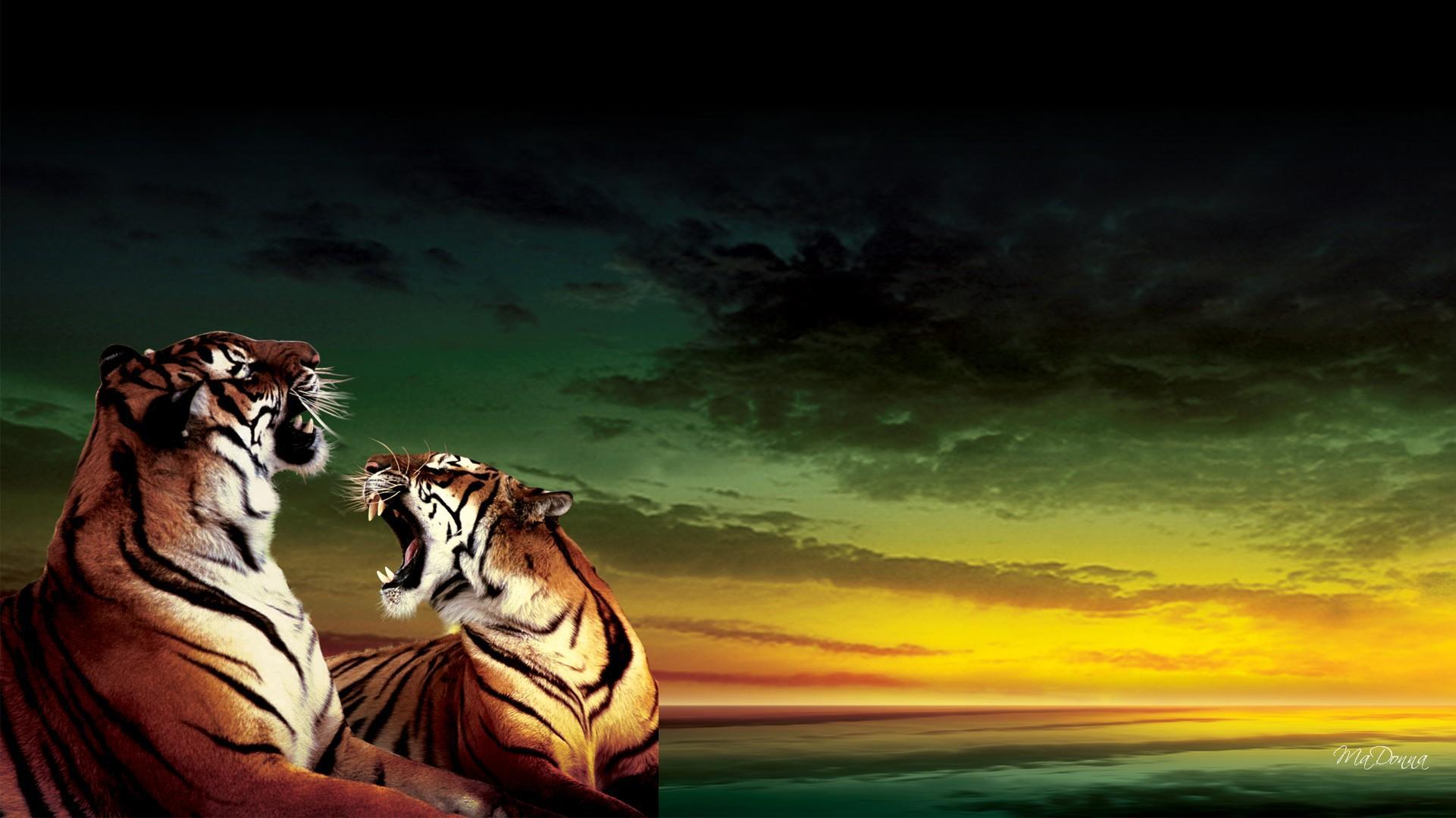 Tigers Roar - Tiger Roars Background Hd - HD Wallpaper 