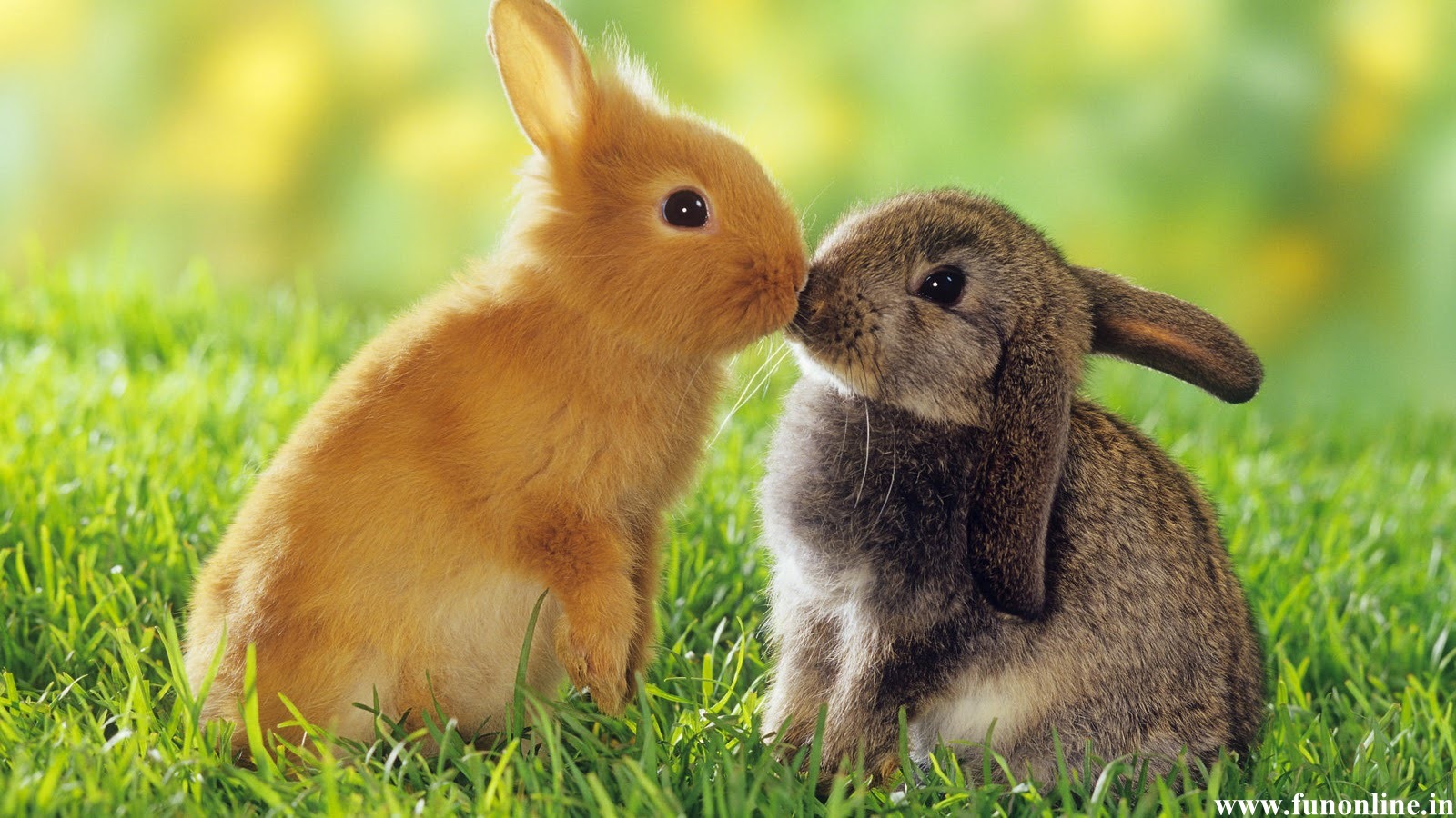 Cute Rabbits Wallpapers - Rabbit - HD Wallpaper 