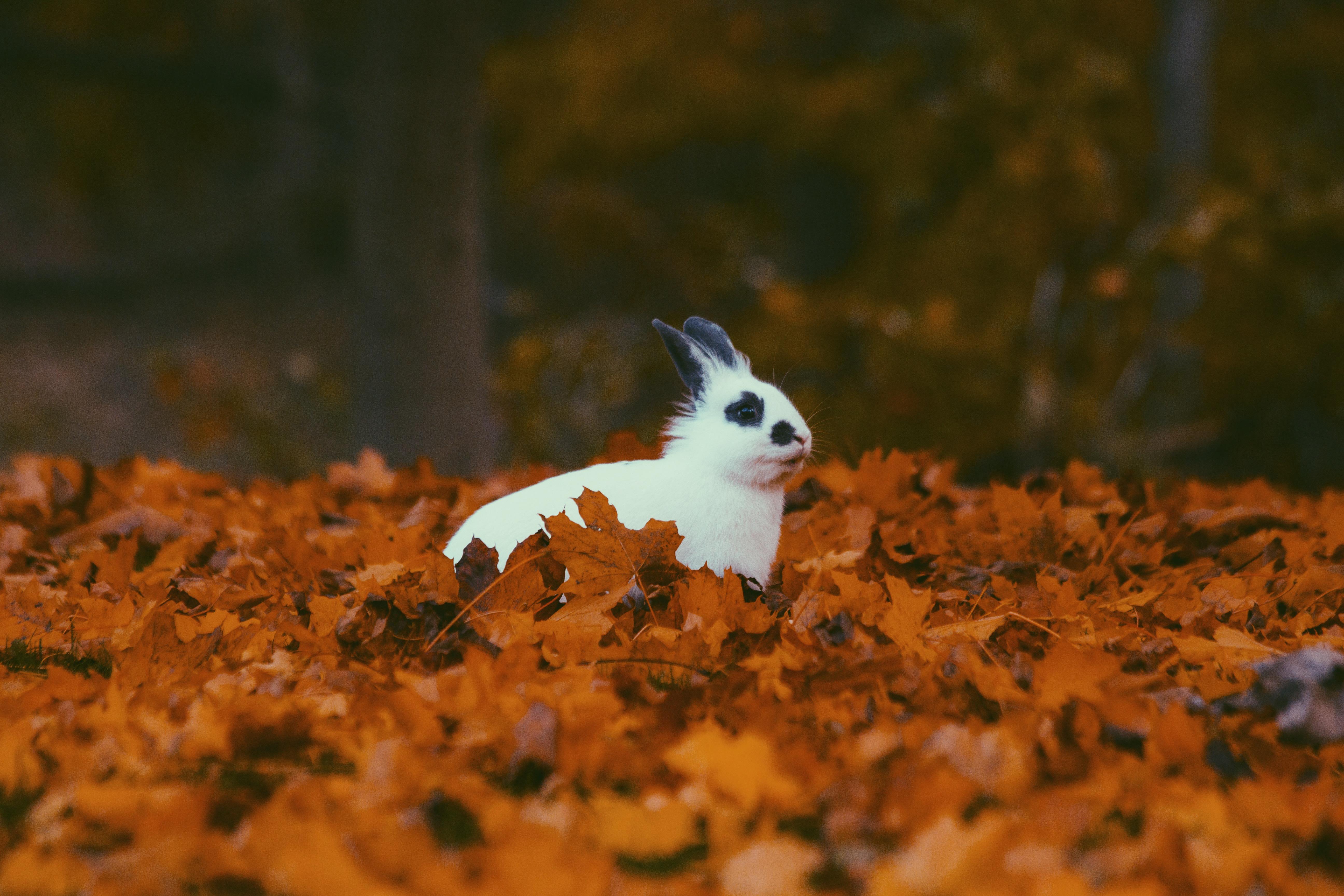 Kelinci, Musim Gugur, Dedaunan - Rabbit Autumn - HD Wallpaper 