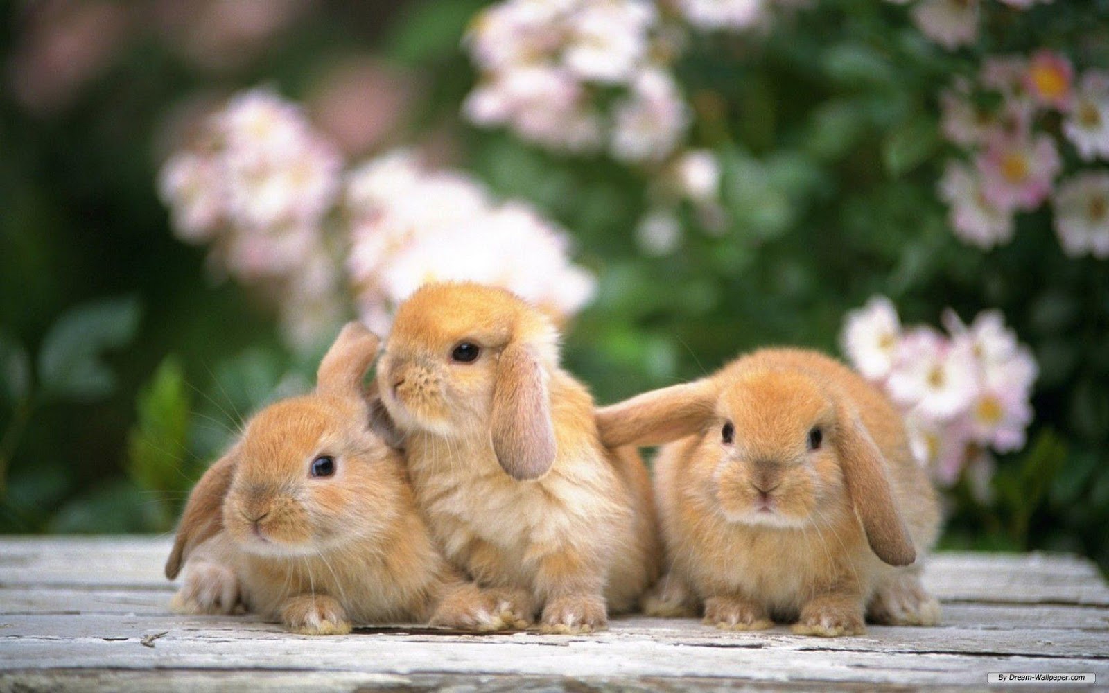 Gambar Kelinci Dan 20 Buaya Gambar Kelinci Berumur - Bunny Desktop Backgrounds - HD Wallpaper 