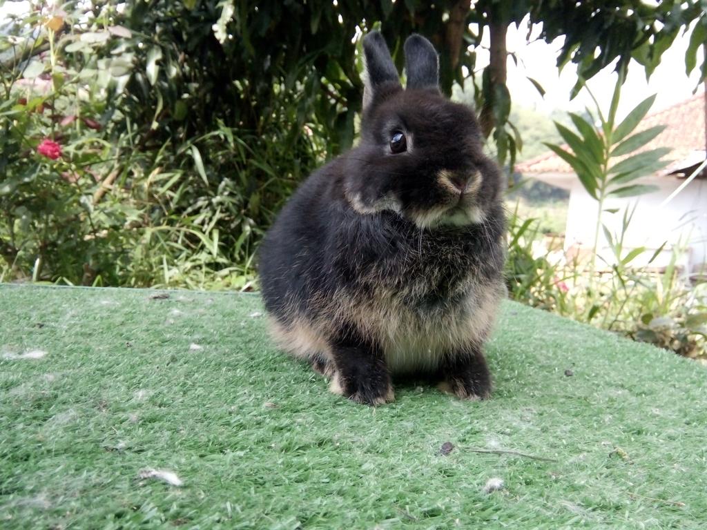Domestic Rabbit - HD Wallpaper 