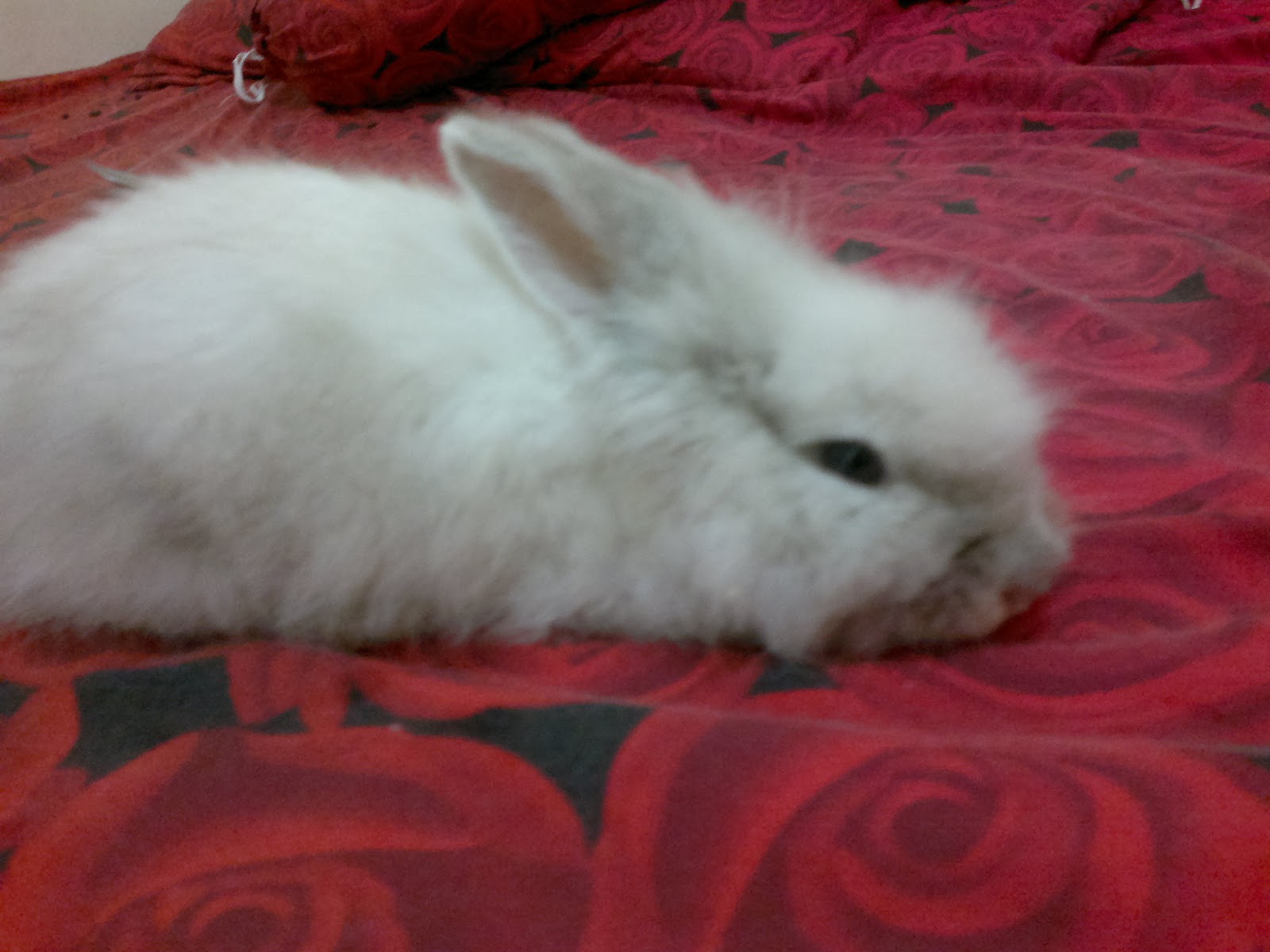 Kelinci Tidur - HD Wallpaper 