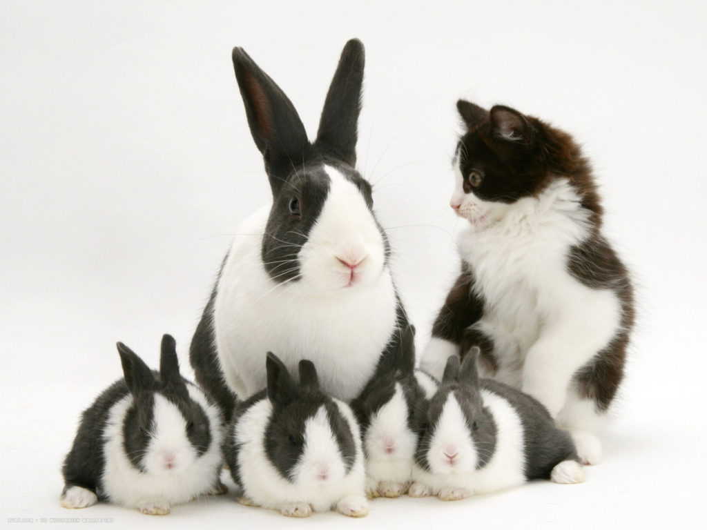 Cara Ternak Kelinci Pedaging - Cat And Rabbit Family - HD Wallpaper 