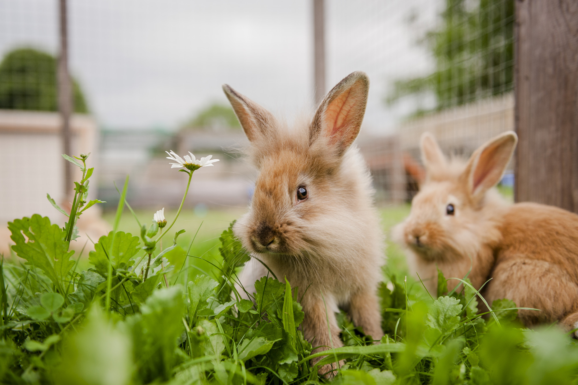 Blue Cross Rabbits - HD Wallpaper 