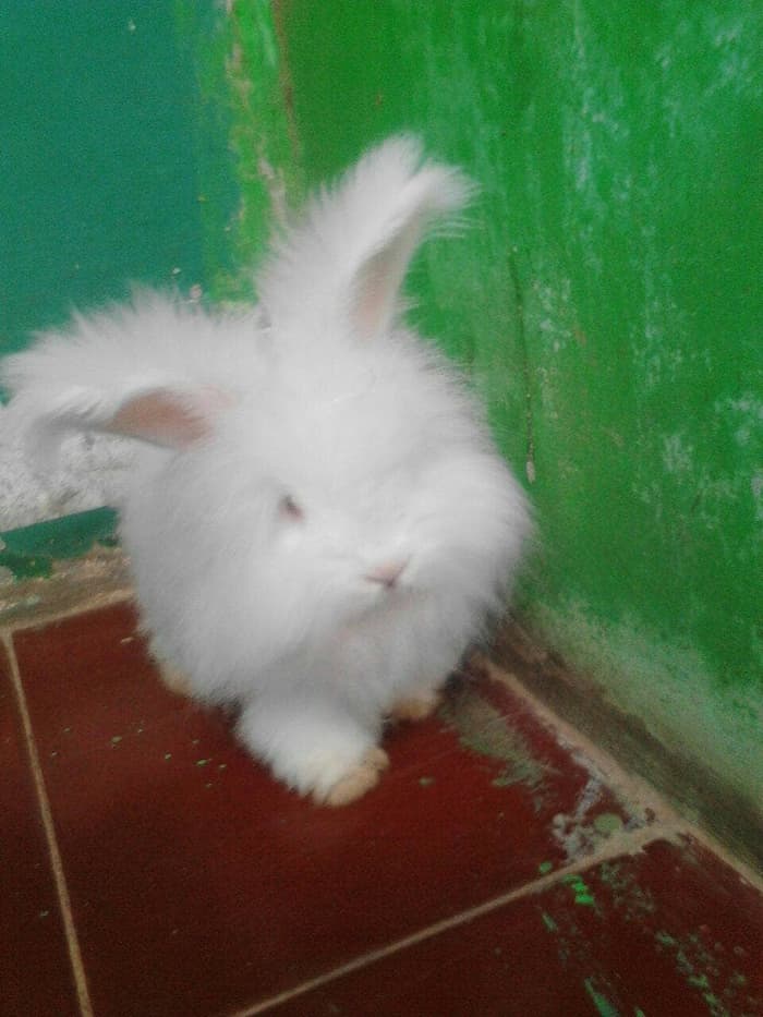 Kelinci Jenis English Anggora - HD Wallpaper 